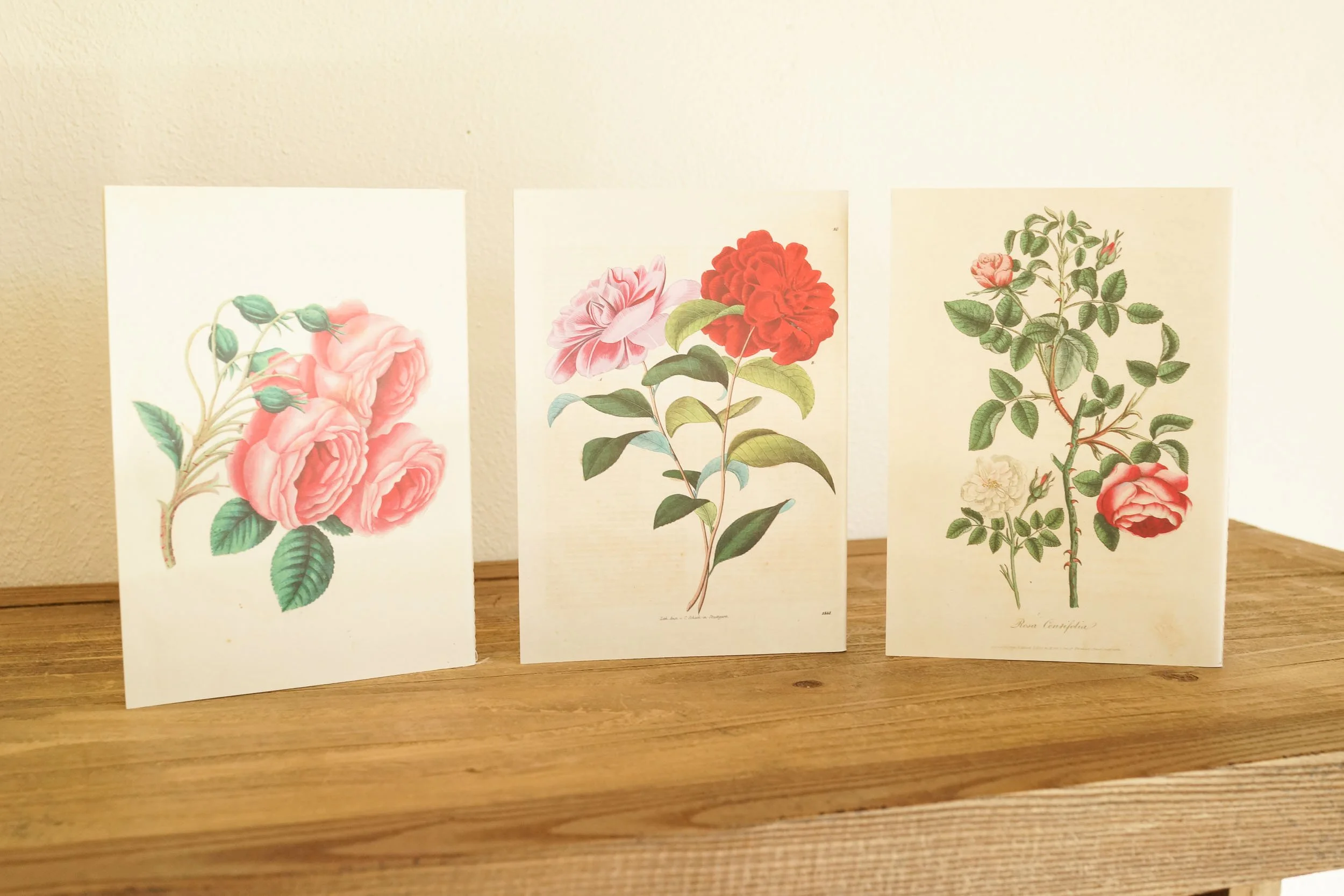 John Derian In the Garden 3-Pack Notebook Set — Ingalls Homestead